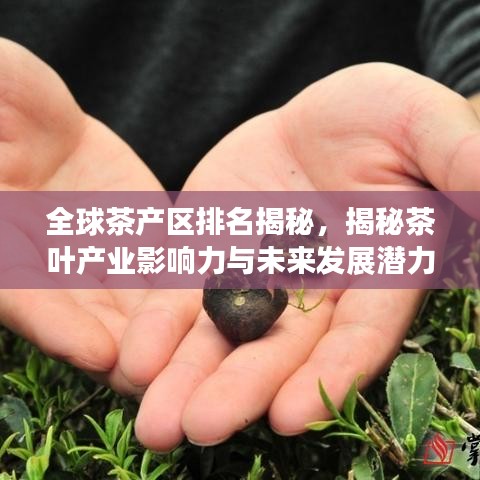 全球茶产区排名揭秘，揭秘茶叶产业影响力与未来发展潜力