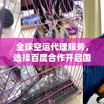 全球空运代理服务，选择百度合作开启国际物流新篇章