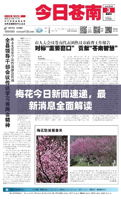 梅花今日新闻速递，最新消息全面解读