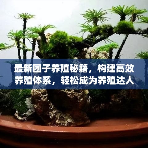 最新团子养殖秘籍，构建高效养殖体系，轻松成为养殖达人！